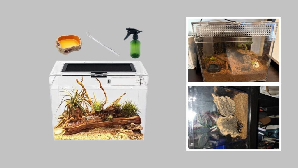 6. Reptile Growth Mini Reptile Terrarium