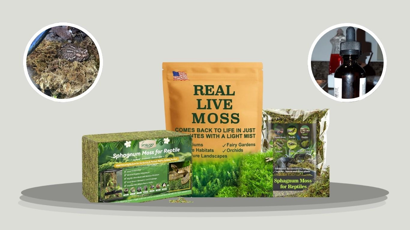 10 Best Moss for Terrariums for Humidity and Natural Decor