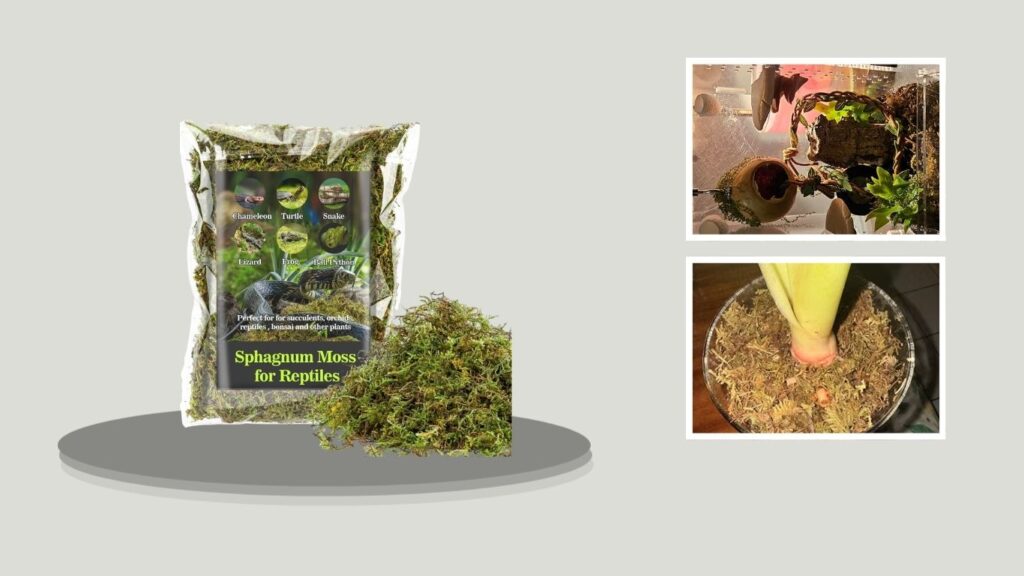 Sukh Sphagnum Moss for Reptiles & Terrariums