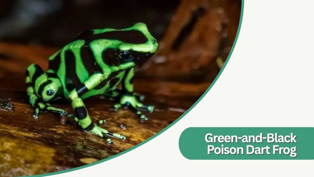 8. Green-and-Black Poison Dart Frog