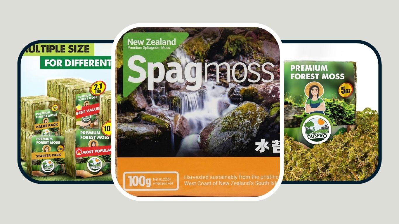 9 Best Reptile Moss for Humidity and Natural Terrariums