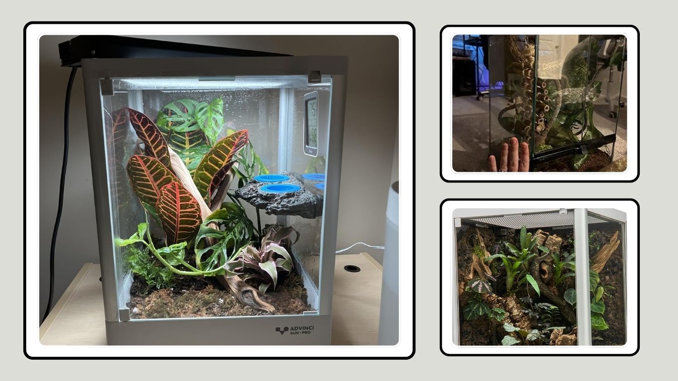 10 Best Frog Tanks for a Safe and Natural Habitat