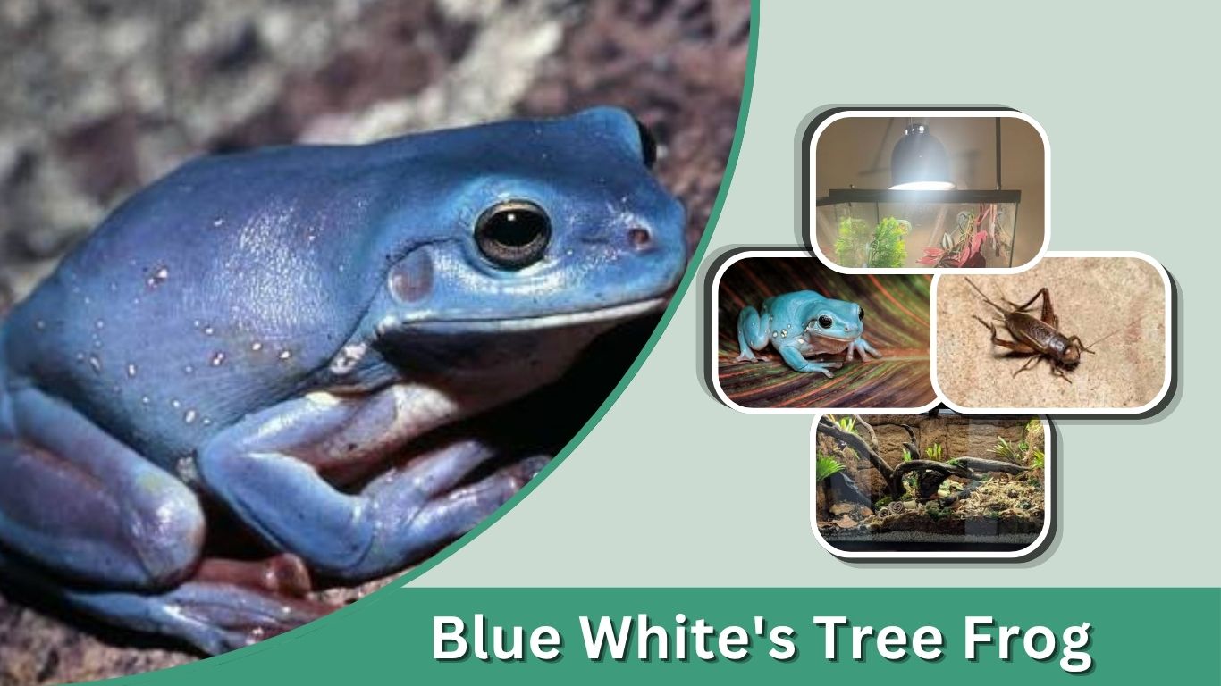 Blue White's Tree Frog: Types, Colors, and Care Guide
