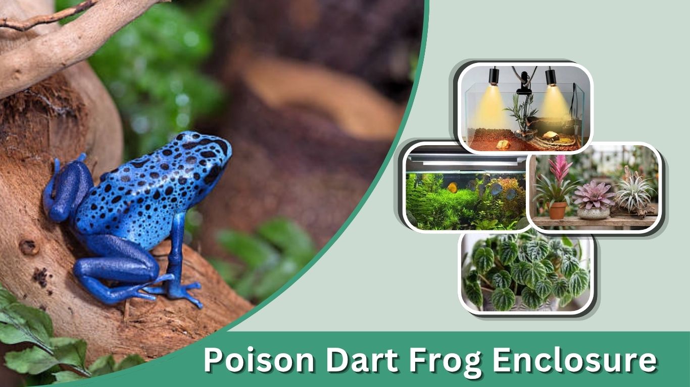 Poison Dart Frog Enclosure: Size, Setup & Requirements