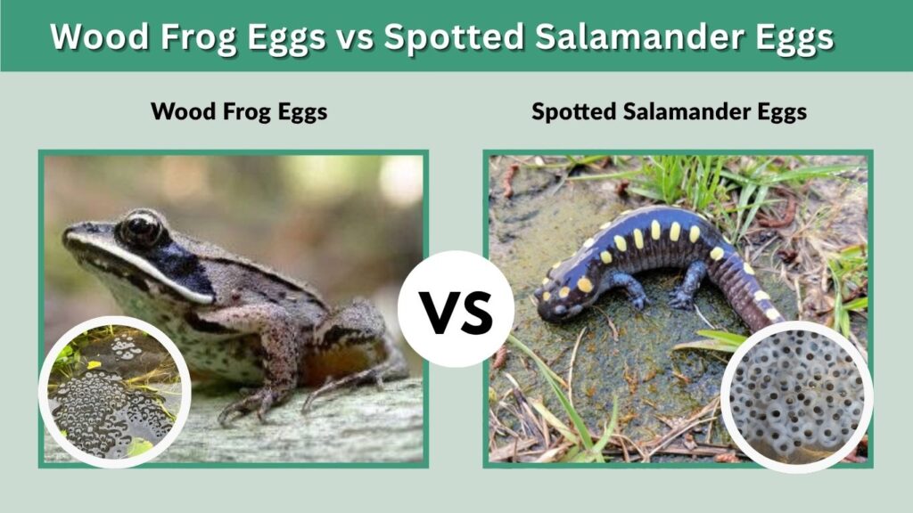 Wood Frog Eggs vs Spotted Salamander Eggs