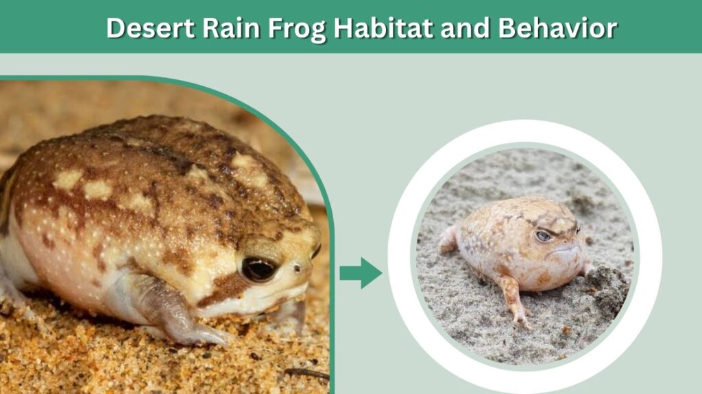 Desert Rain Frog Habitat and Behavior