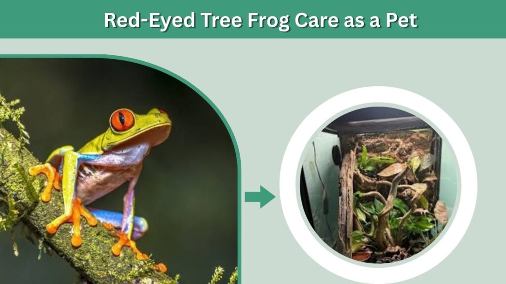 Red-Eyed Tree Frog Care as a Pet
