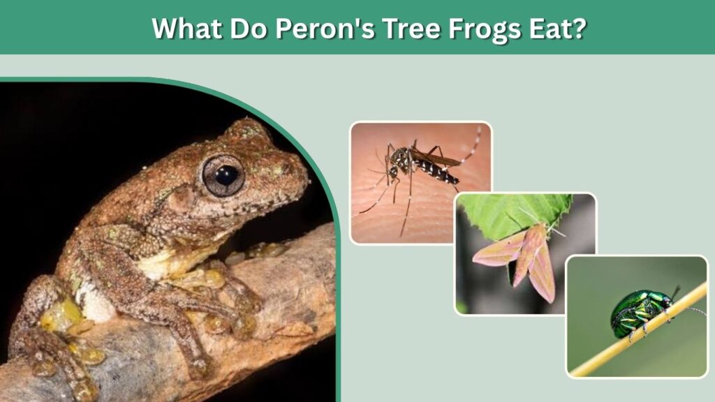 What Do Peron's Tree Frogs Eat?