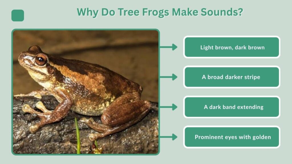 How to Identify a Brown Tree Frog