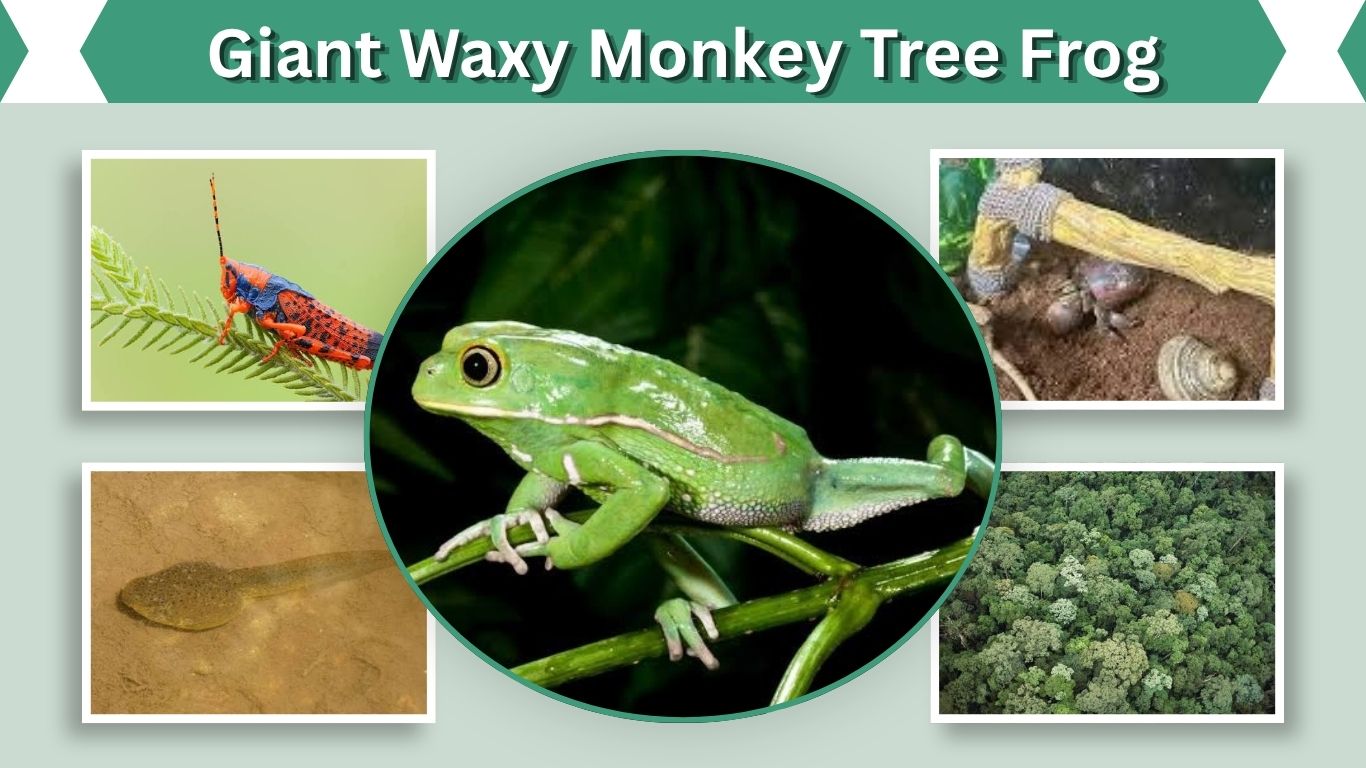 Giant Waxy Monkey Tree Frog: Size, Habitat, Diet & Care
