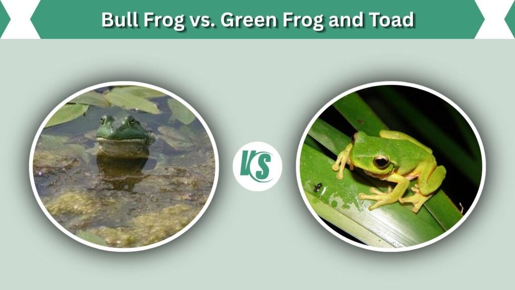 Bull Frog vs. Green Frog and Toad