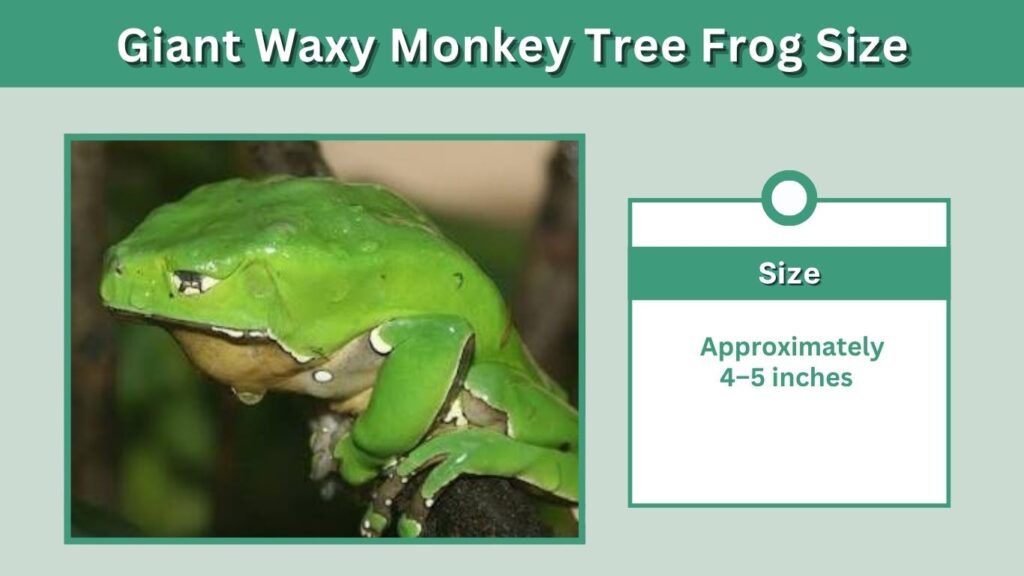 Giant Waxy Monkey Tree Frog Size