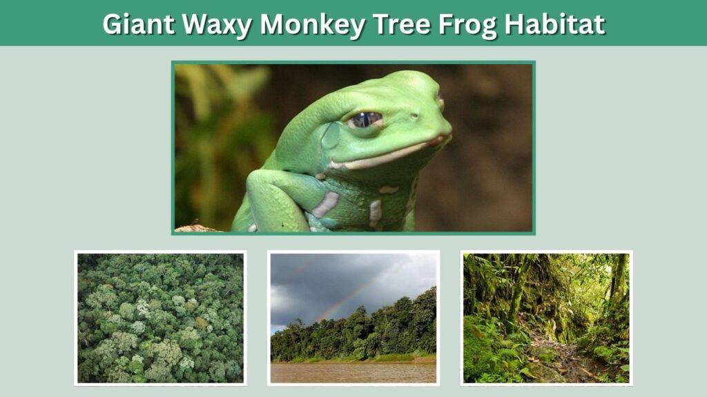 Giant Waxy Monkey Tree Frog Habitat