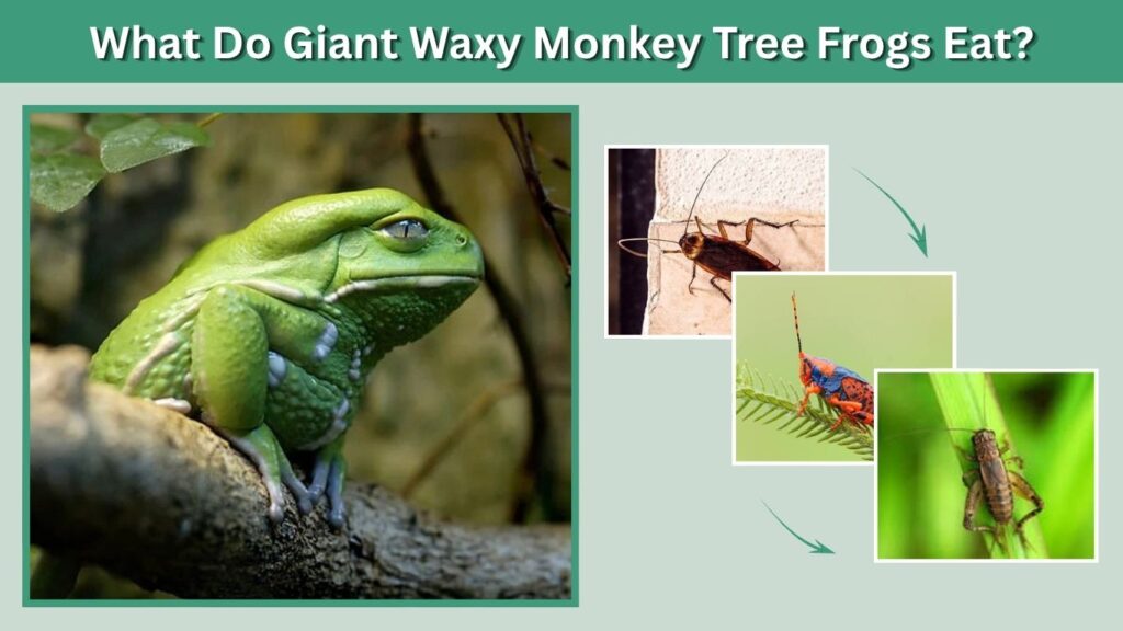 What Do Giant Waxy Monkey Tree Frogs Eat?