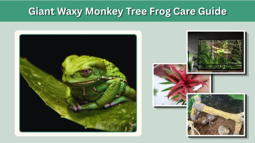 Giant Waxy Monkey Tree Frog Care Guide