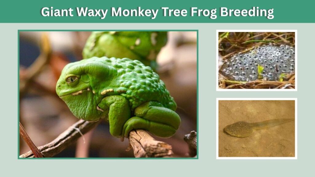 Giant Waxy Monkey Tree Frog Breeding