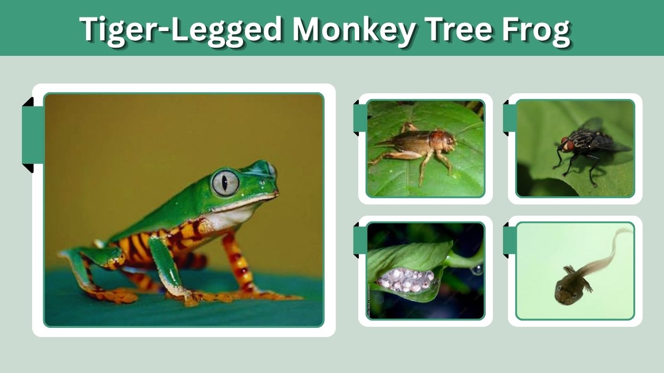 Tiger-Legged Monkey Tree Frog: Facts, Care & Habitat