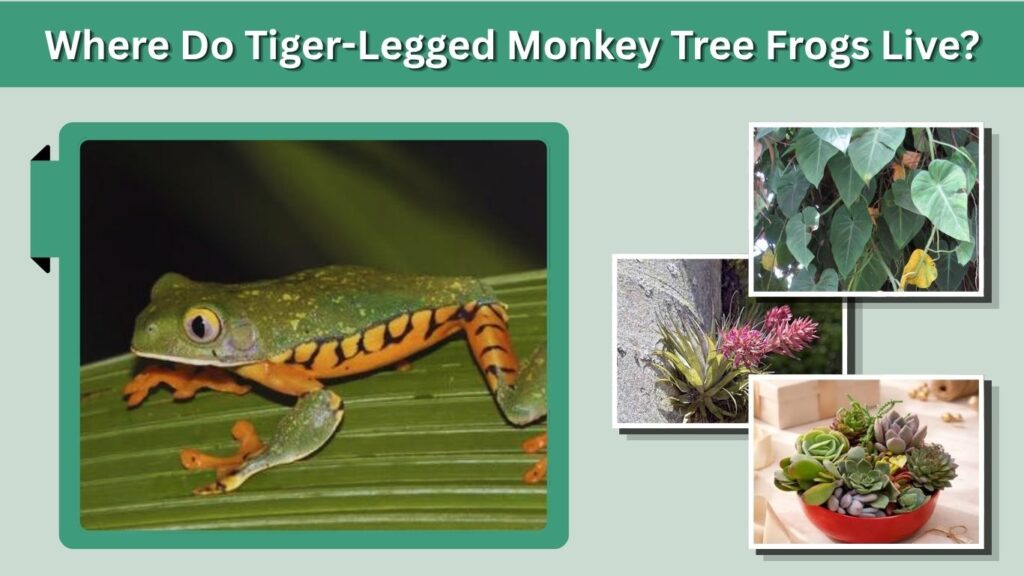 Where Do Tiger-Legged Monkey Tree Frogs Live?