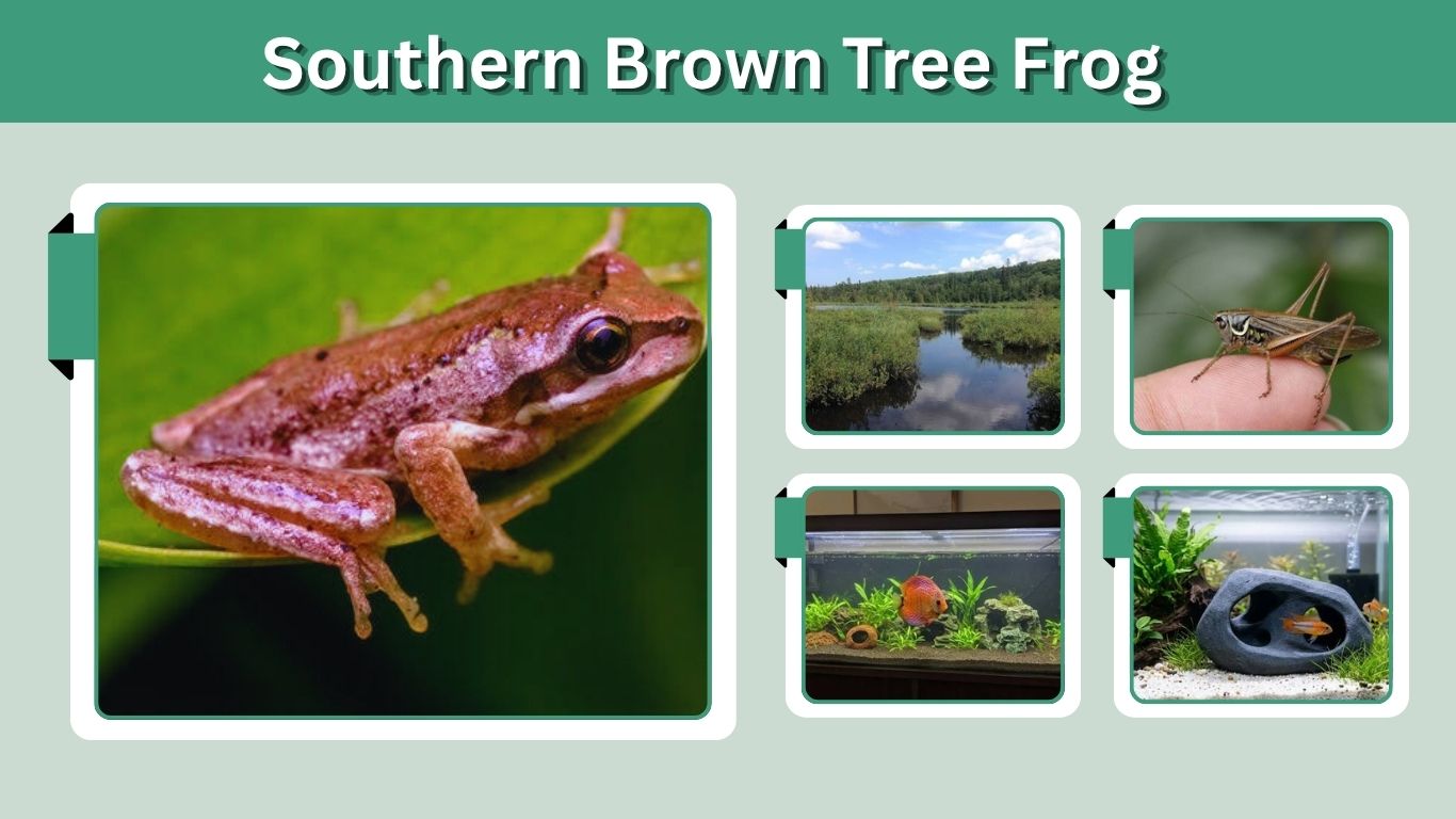 Southern Brown Tree Frog: Size, Habitat, Diet, and Care