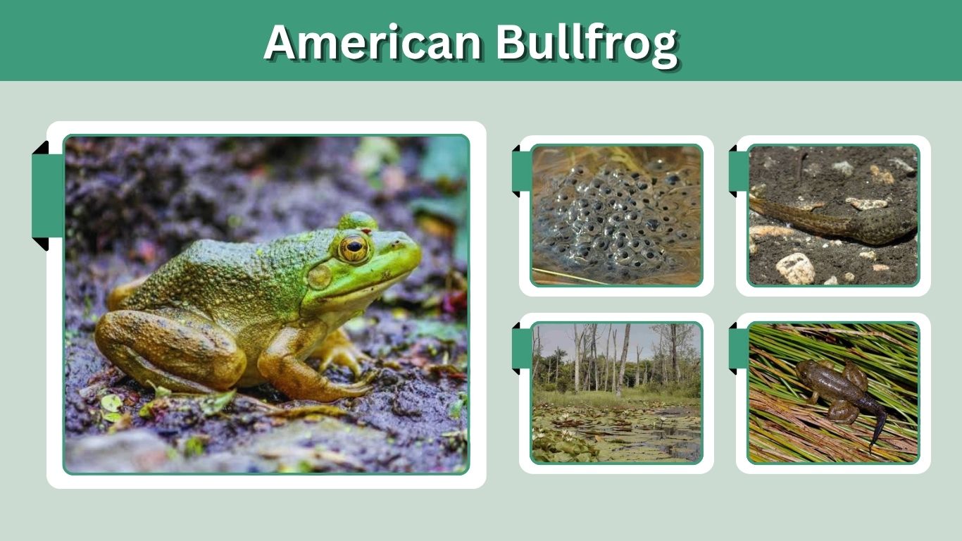 American Bullfrog: Size, Habitat, Diet & Life Cycle