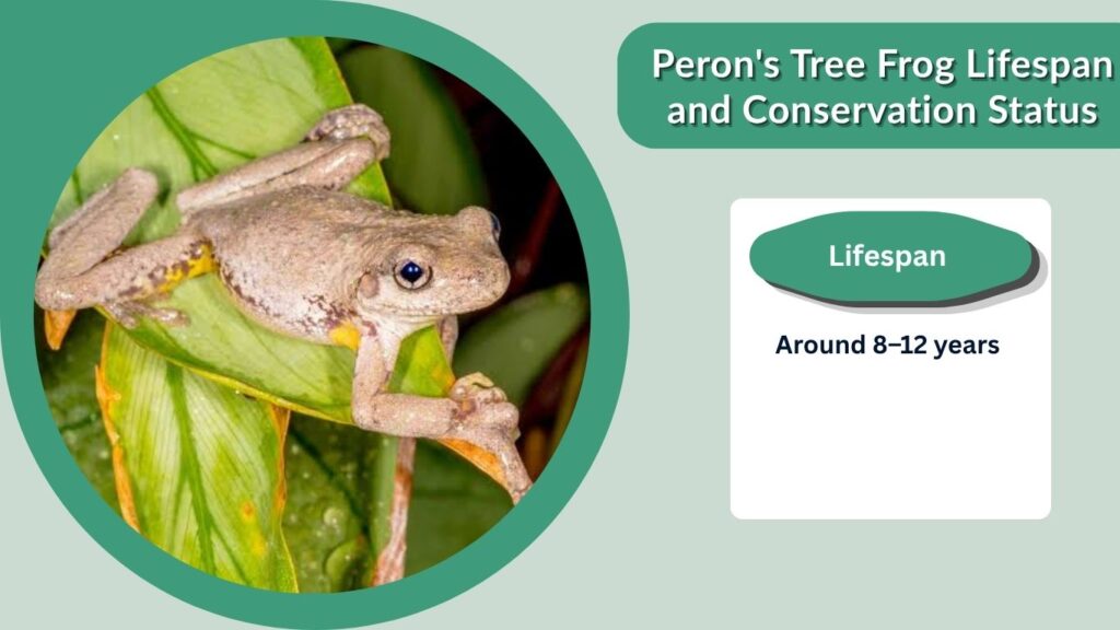 Peron's Tree Frog Lifespan and Conservation Status