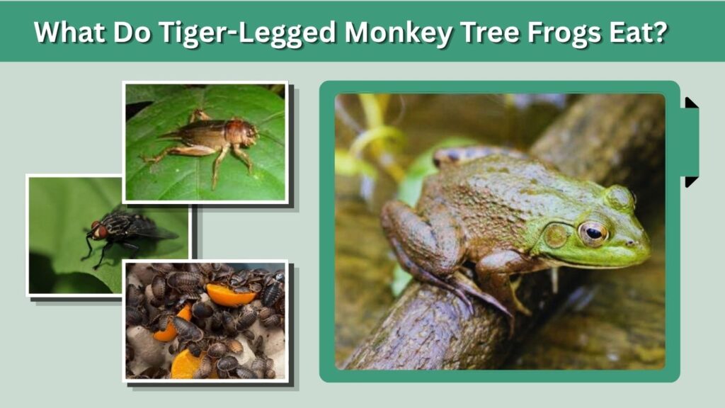 What Do Tiger-Legged Monkey Tree Frogs Eat?