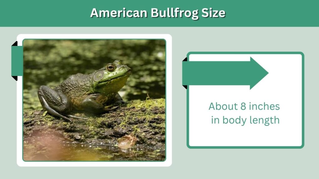 American Bullfrog Size