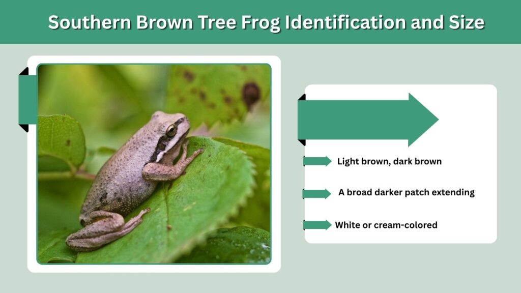 Southern Brown Tree Frog Identification and Size