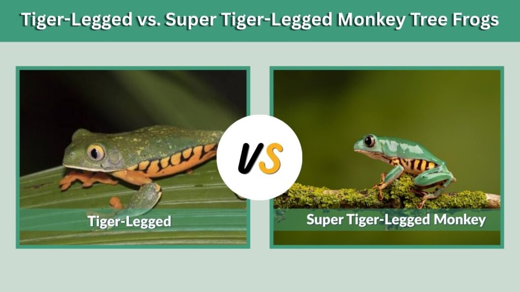 Tiger-Legged vs. Super Tiger-Legged Monkey Tree Frogs