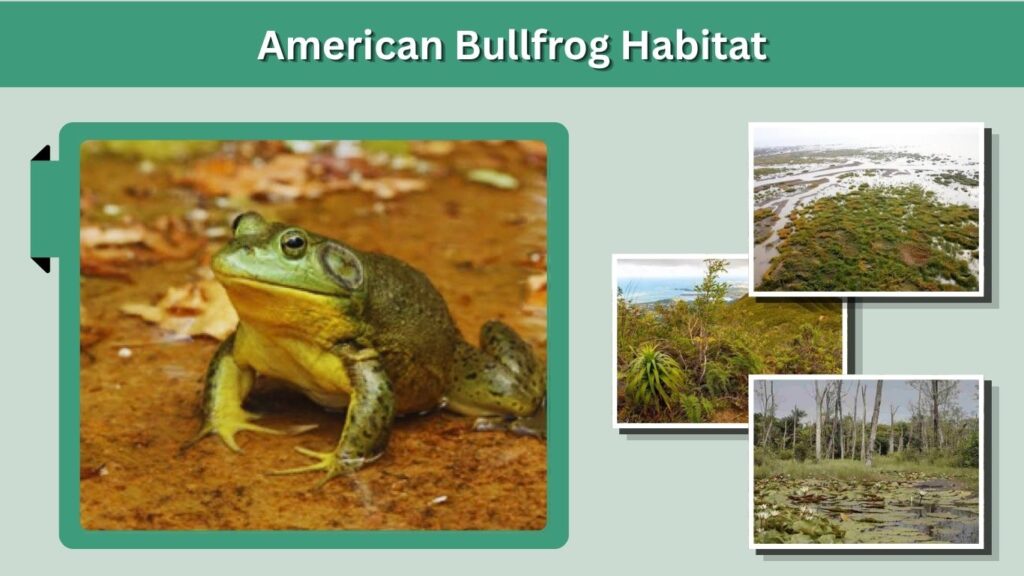 American Bullfrog Habitat