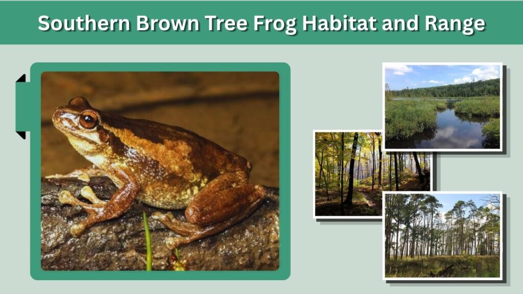 Southern Brown Tree Frog Habitat and Range