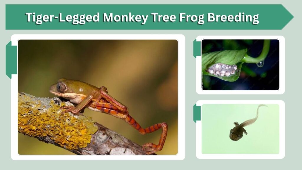 Tiger-Legged Monkey Tree Frog Breeding