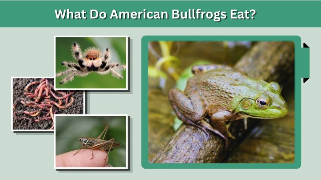 What Do American Bullfrogs Eat?