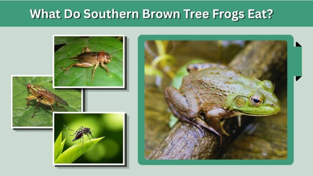 What Do Southern Brown Tree Frogs Eat?