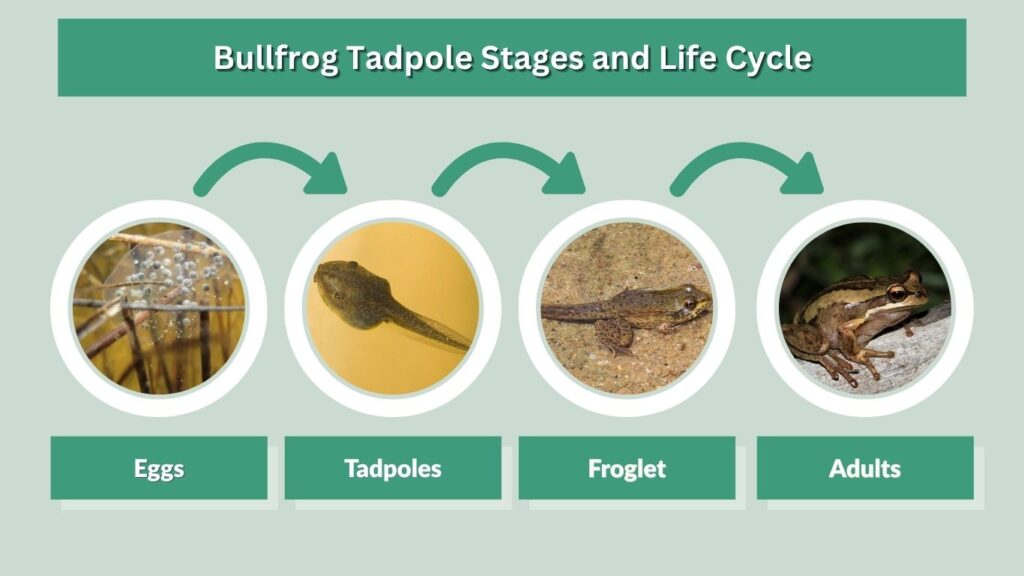 Southern Brown Tree Frog Life Cycle and Lifespan