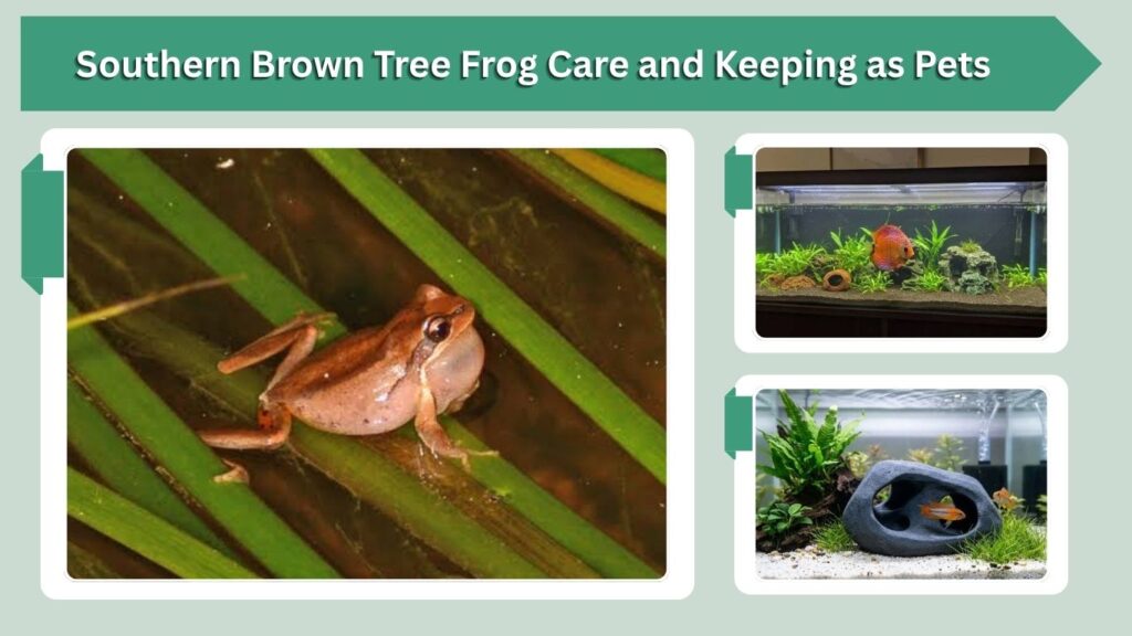 Southern Brown Tree Frog Care and Keeping as Pets