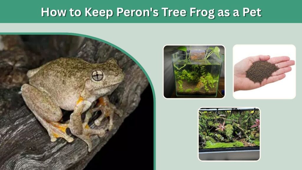 How to Keep Peron's Tree Frog as a Pet