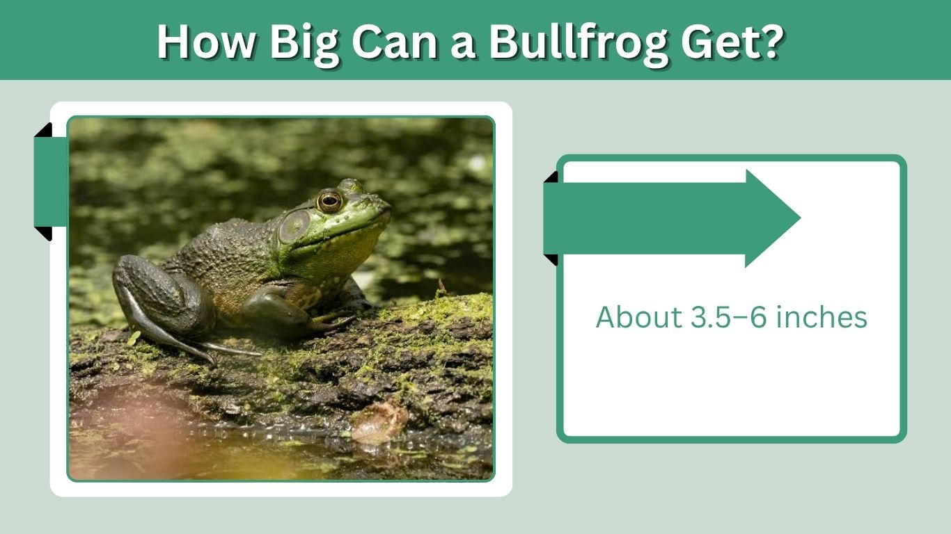 How Big Can a Bullfrog Get? Size, Weight & Growth