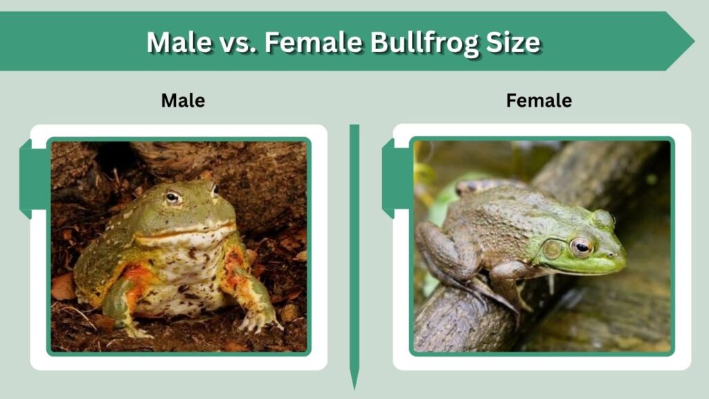 Male vs. Female Bullfrog Size