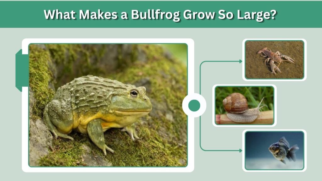 What Makes a Bullfrog Grow So Large?