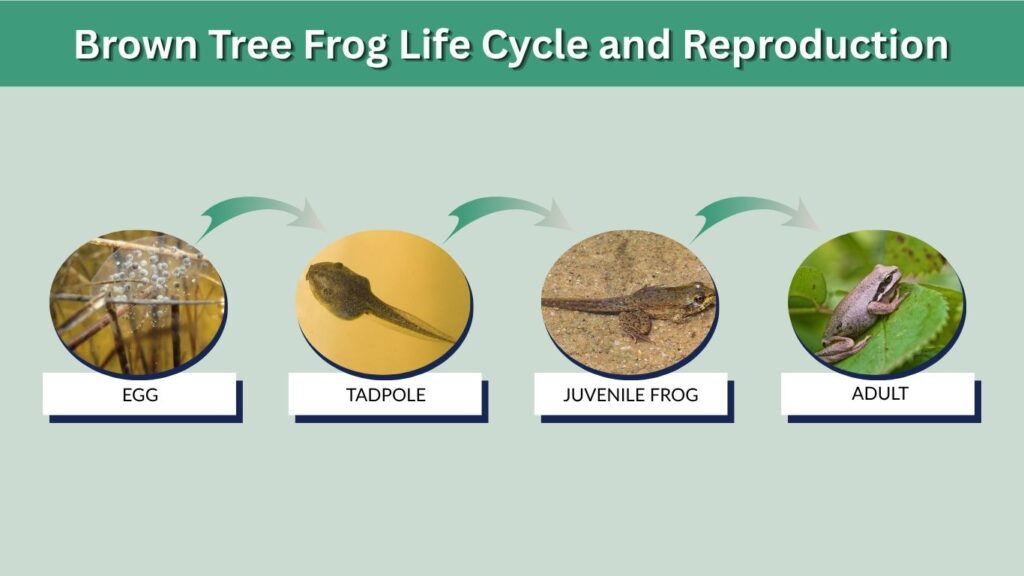 Brown Tree Frog Life Cycle and Reproduction