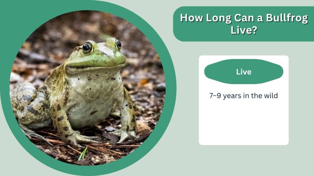 How Long Can a Bullfrog Live?