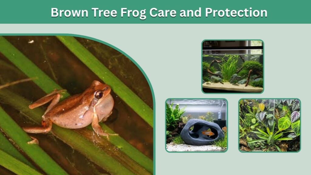 Brown Tree Frog Care and Protection