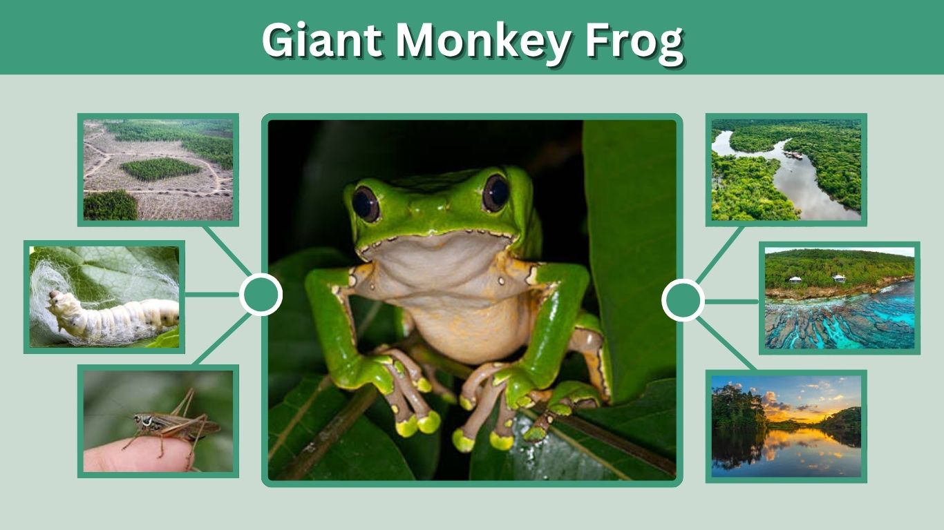 Giant Monkey Frog: Size, Habitat, Diet, Care & Facts