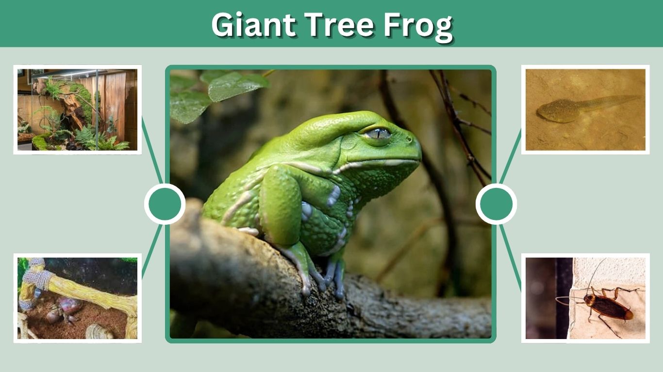 Giant Tree Frog: Size, Habitat, Diet, Facts & Care Guide