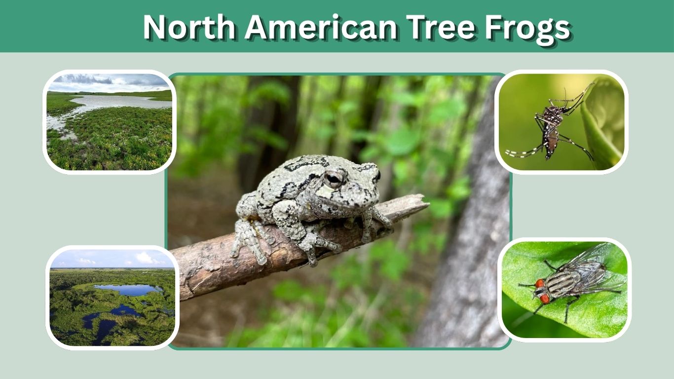 North American Tree Frogs: Species, Sounds, Habitat & Facts