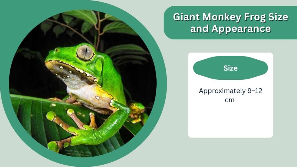 Giant Monkey Frog Size and Appearance