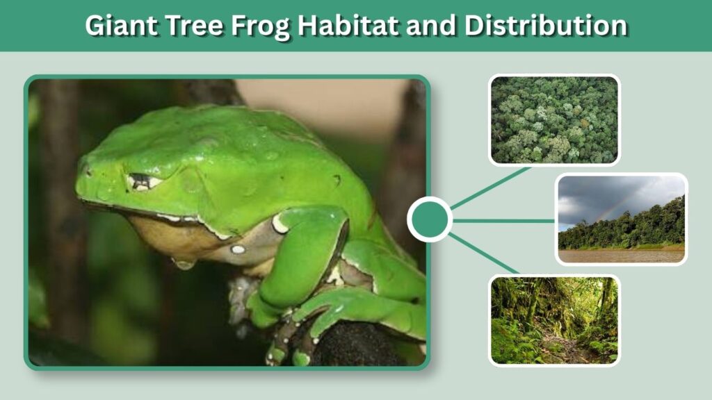 Giant Tree Frog Size and Appearance