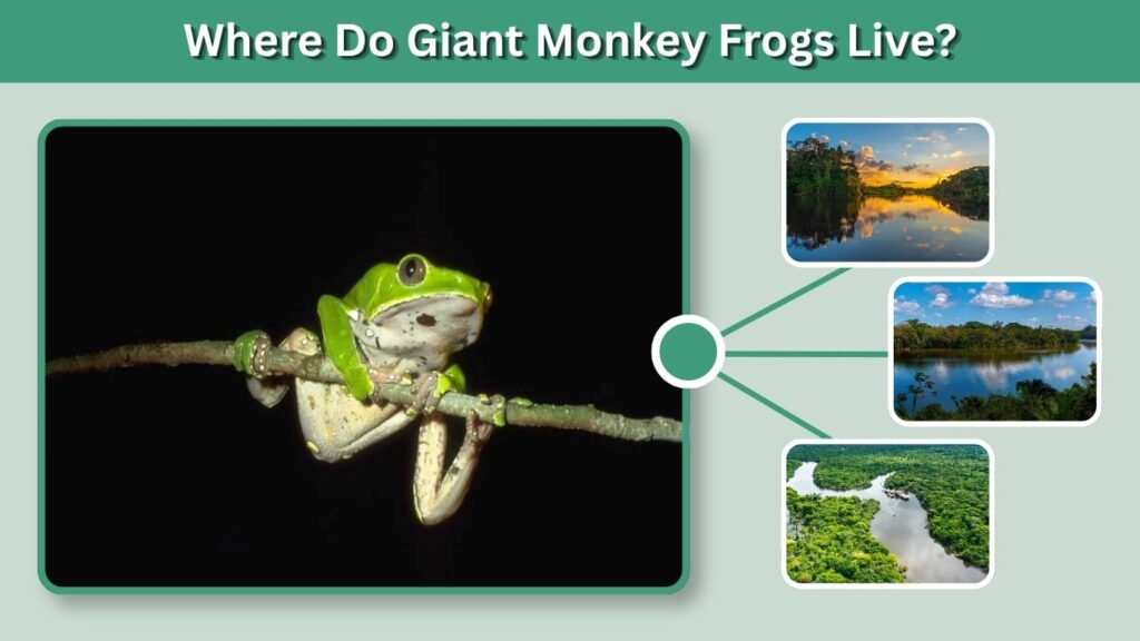 Where Do Giant Monkey Frogs Live?
