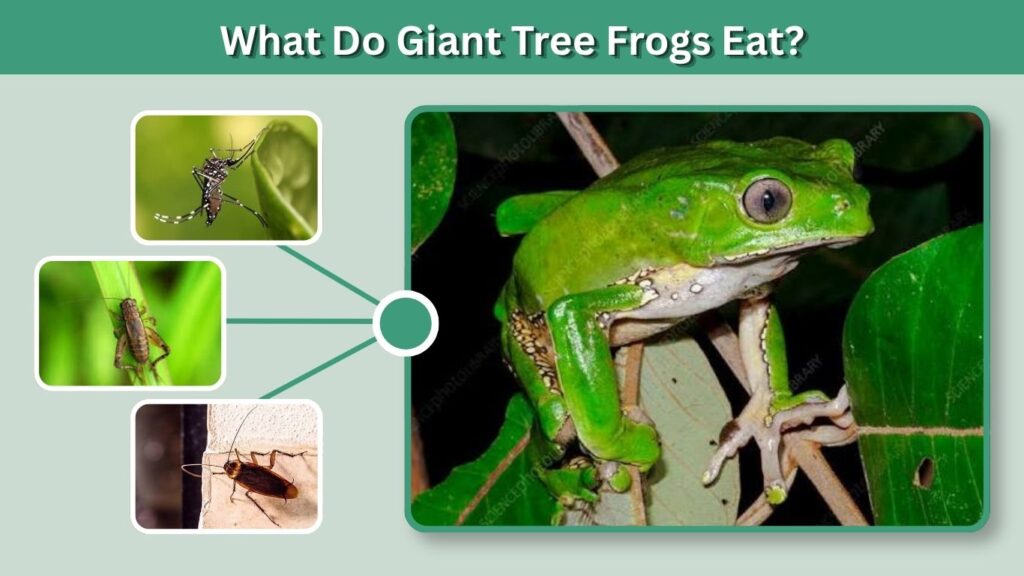 Giant Tree Frog Habitat and Distribution